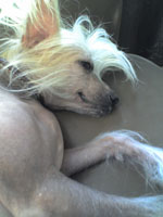 Blaze the Chinese Crested smiling