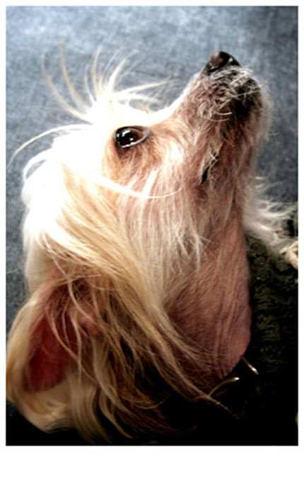 Portfolio picture Blaze looking defiant.