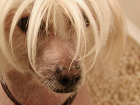 Portfolio picture Blaze looking arrogant.