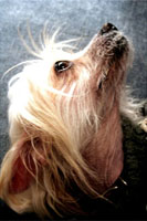 Blaze is a naked Chinese Crested dog...that is, hairless Chinese Crested! Blaze's logo