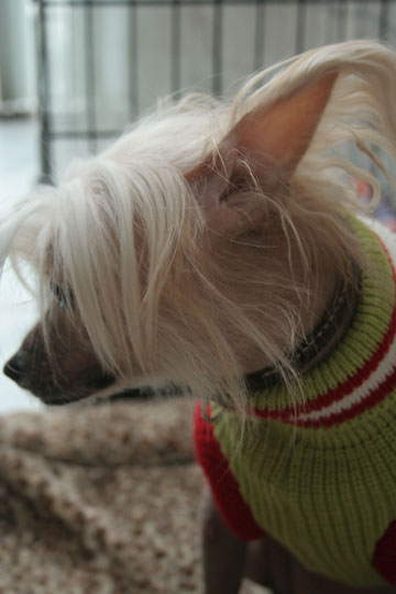 Portfolio picture Blaze looking ashamed.