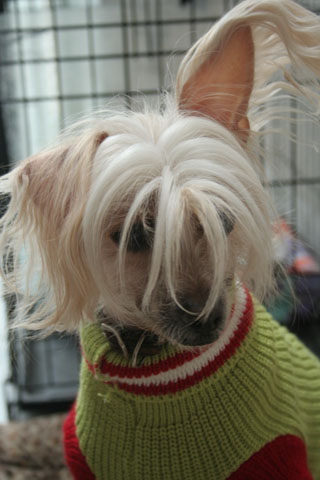 Portfolio picture Blaze with one ear up looking pensive.