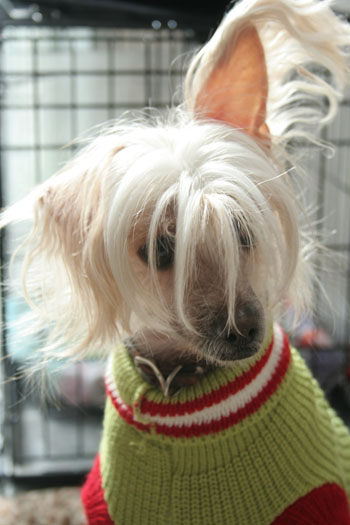 Portfolio picture Blaze looking windblown.