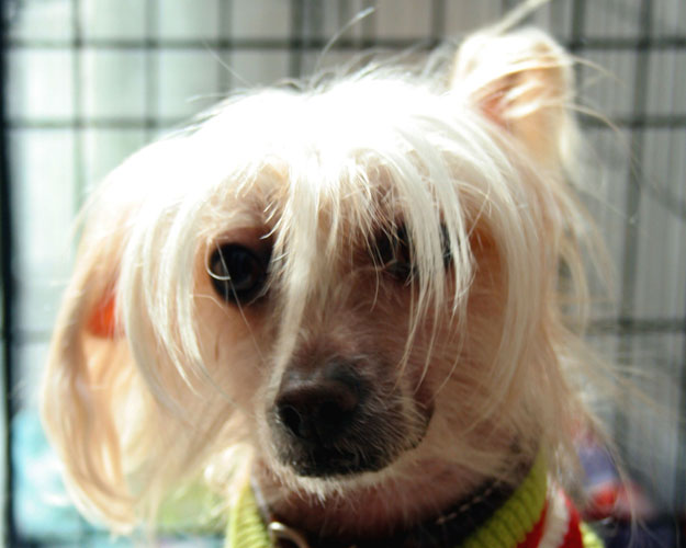 Portfolio picture Blaze looking lovesick