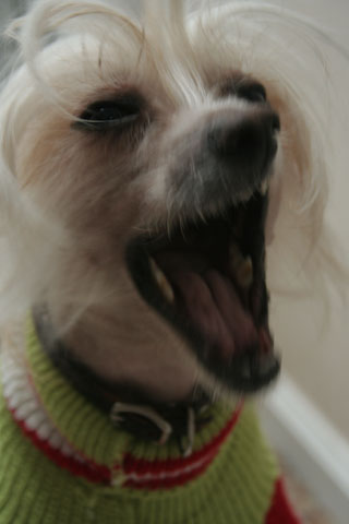 Portfolio picture Blaze yelling