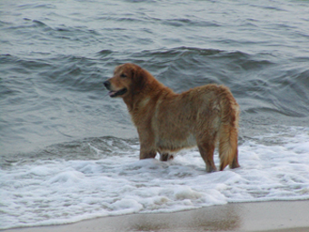 A Golden Retriever cyber-friend of Blaze's.