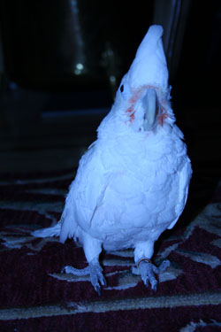 Here's Happy Happy, the Goffin's Cockatoo