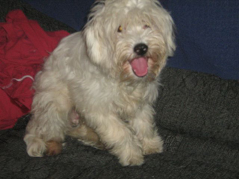 A beautiful puff chinese crested up for adoption.